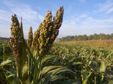What the Heck Is Sorghum? featured image