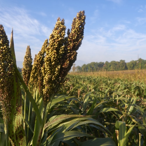 Broom-corn - Mural