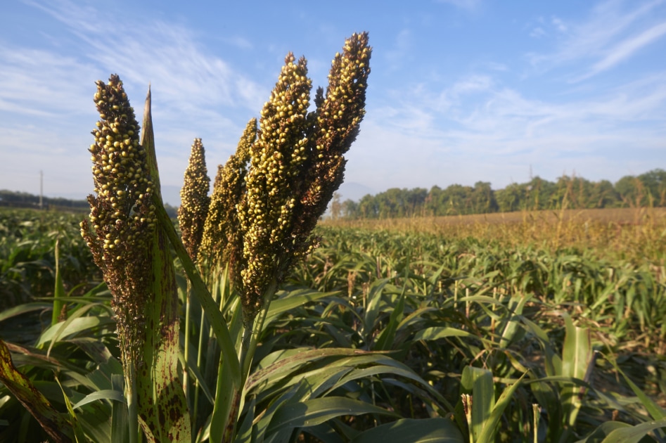 Broom-corn - Mural