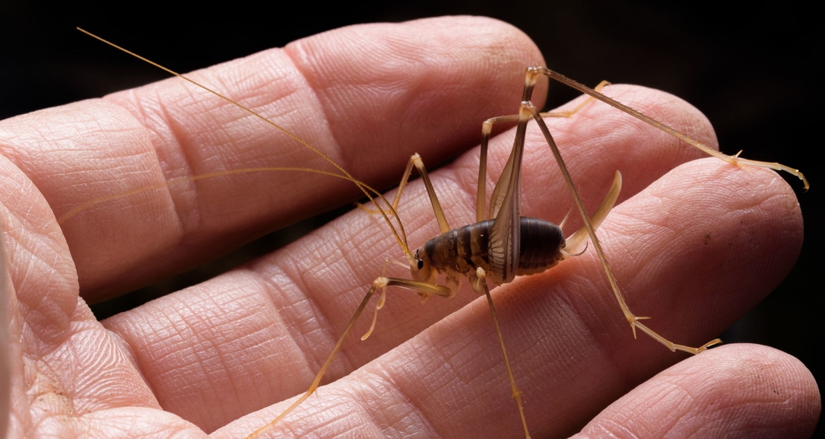 Spider Crickets Are Real, And Here's Why You Don't Want Them In Your Home -  Farmers' Almanac - Plan Your Day. Grow Your Life.