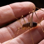 Spider - Camel crickets