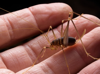 Spider Crickets Are Real, And Here’s Why You Don’t Want Them In Your Home featured image