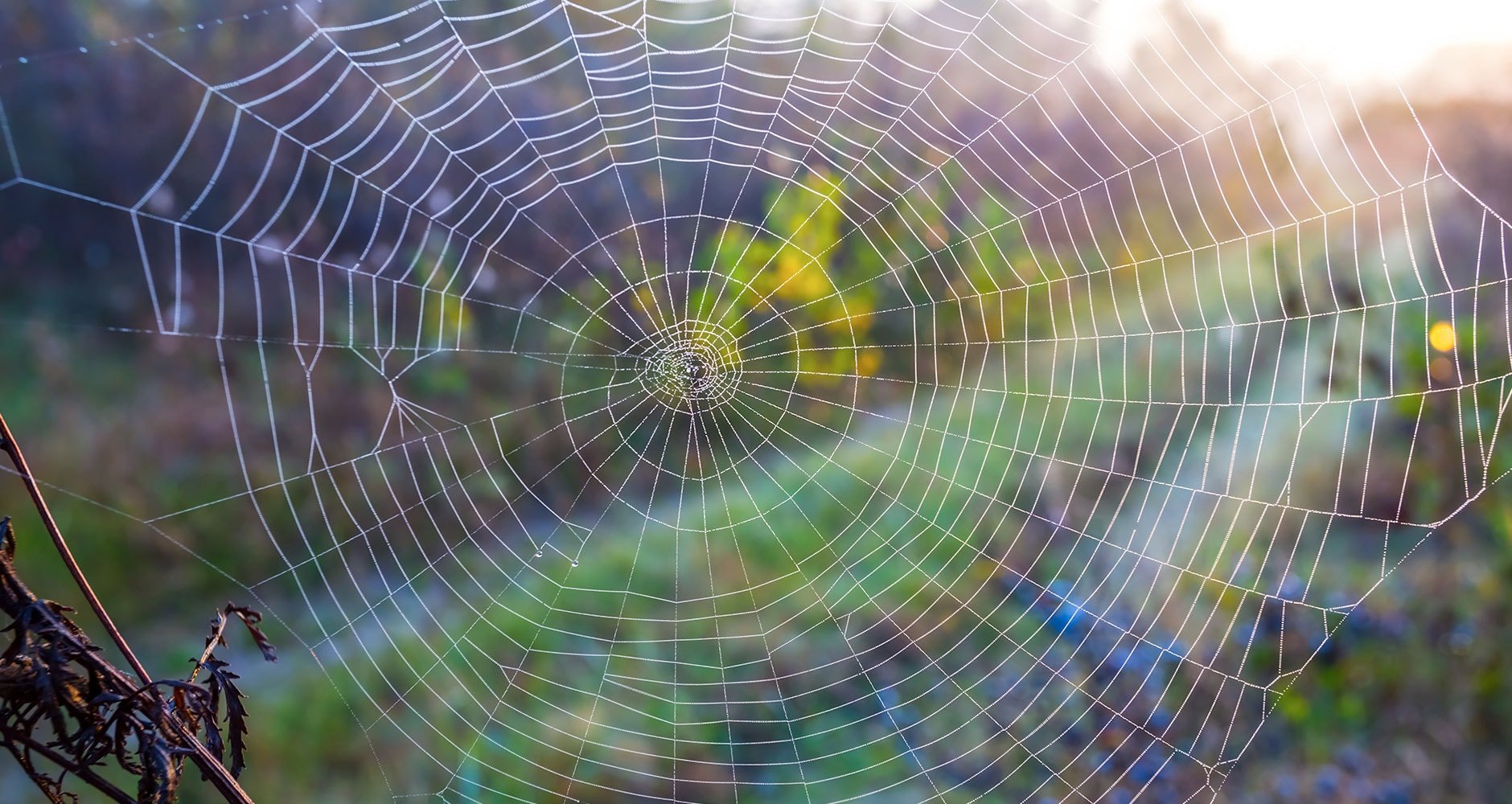 Priest Shares Wisdom Found in a Spider's Web