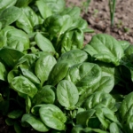Vegetable - Garden