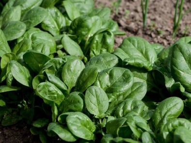 How To Grow Spinach featured image