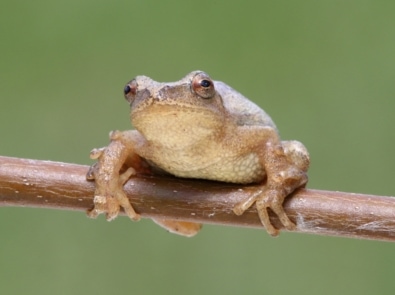 Fun Facts About Spring Peepers featured image