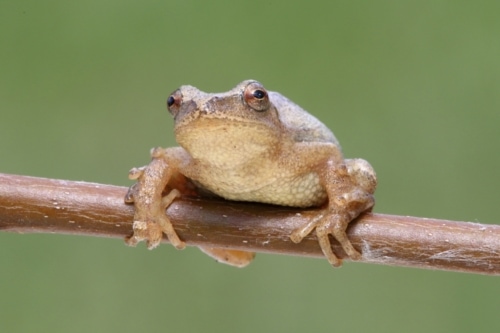Frogs - Amphibians
