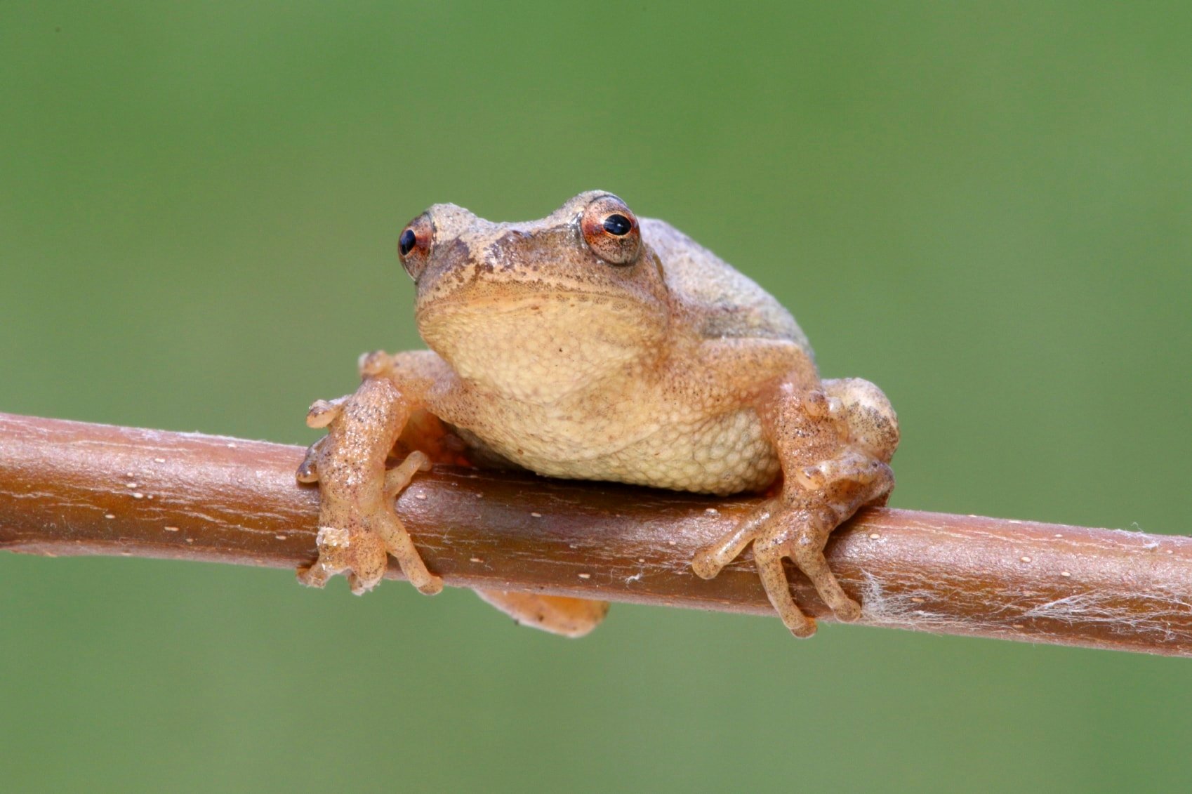 Fun Facts About Spring Peepers - Farmers' Almanac - Plan Your Day. Grow  Your Life.