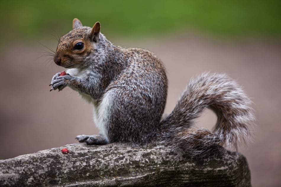 Squirrels - Chipmunks