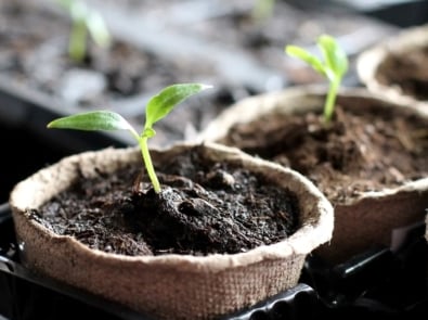 Starting Seeds Indoors featured image