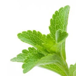 Stevia: Growing Sweets in the Garden featured image