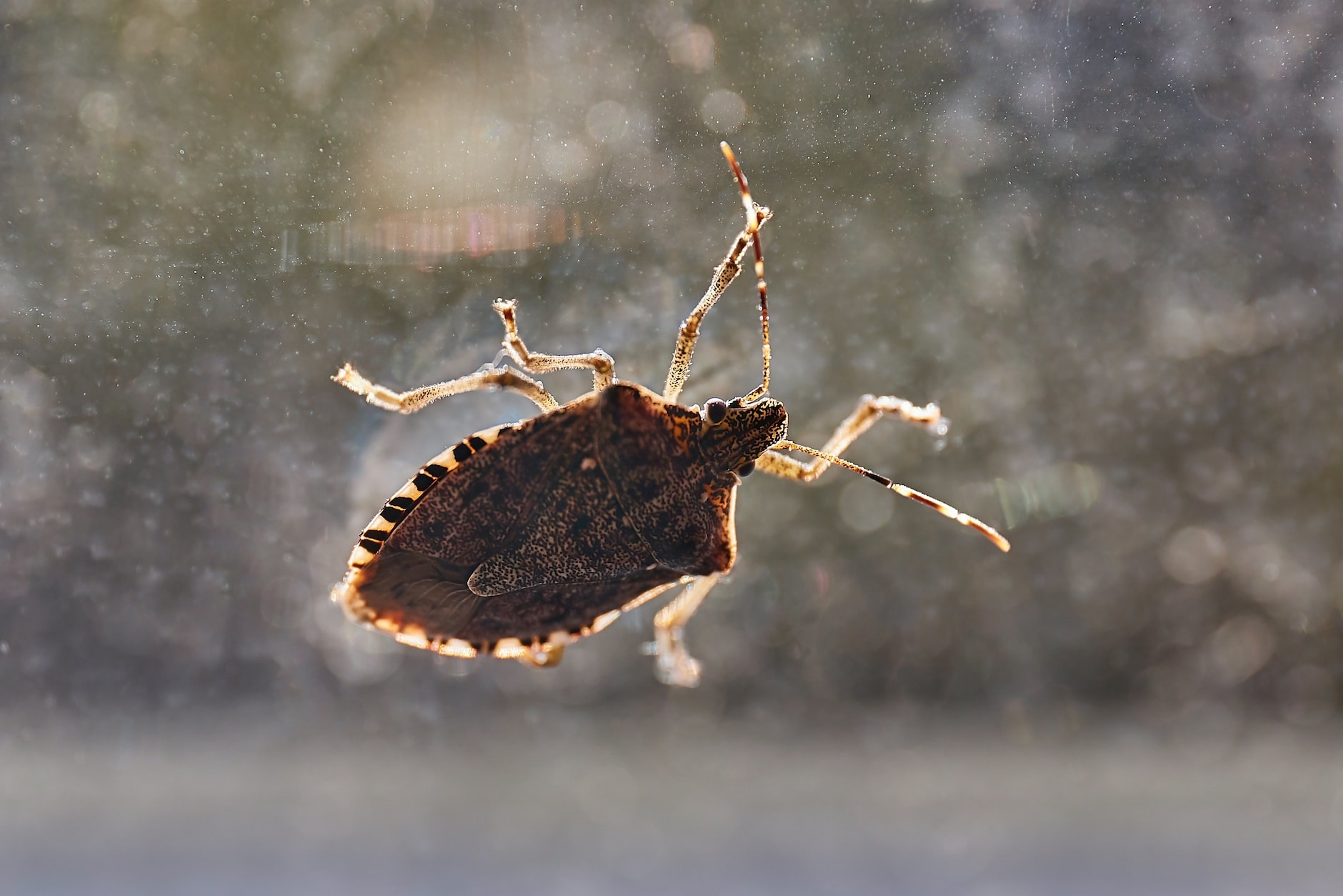 Got Stink Bugs Heres How To Get Rid Of Them - Farmers Almanac