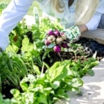 Gardening - Raised-bed gardening