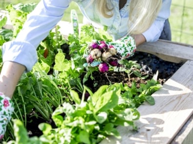 Gardening - Raised-bed gardening