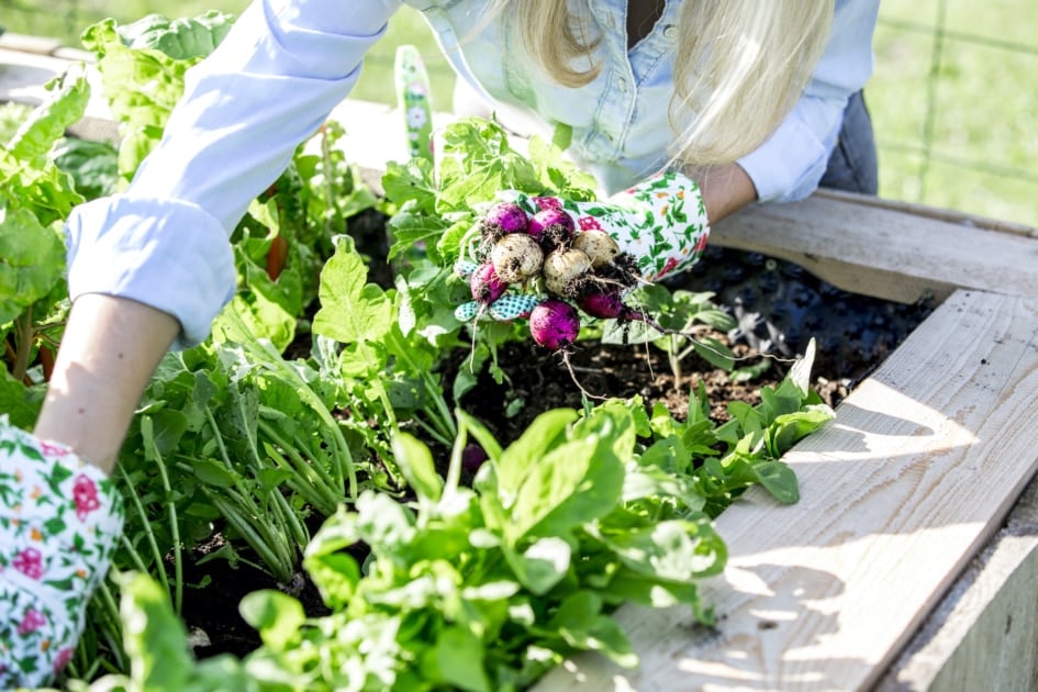 Gardening - Raised-bed gardening