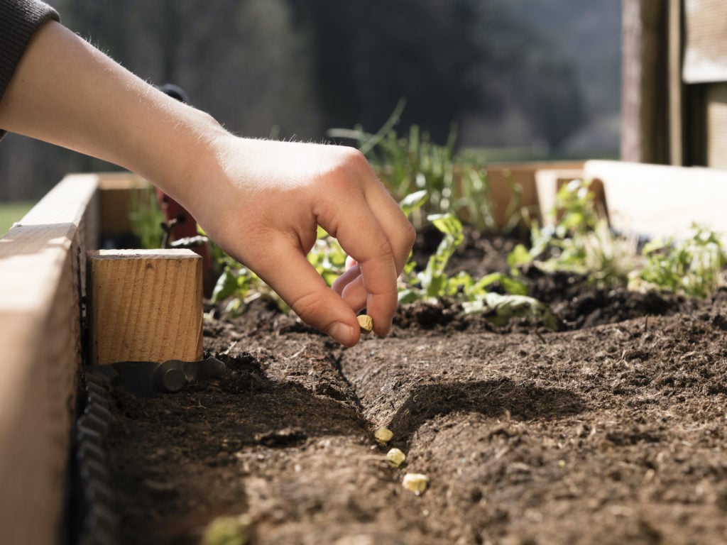 hand placing seeds in a row into soil