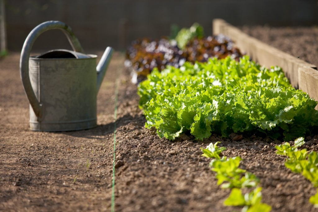 row of lettuce with a watering can