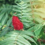 Staghorn sumac - Leaf