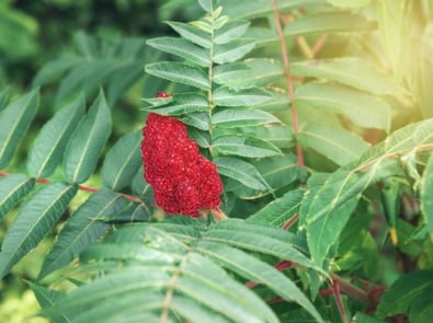 Sumac Berries: Yes There Is One You Can Eat featured image