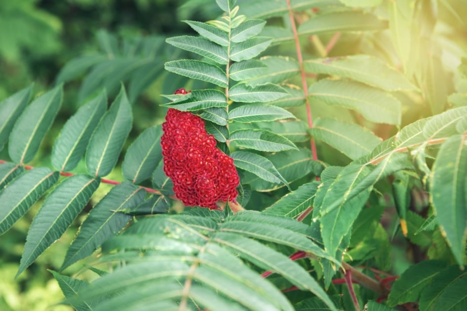 Staghorn sumac - Leaf