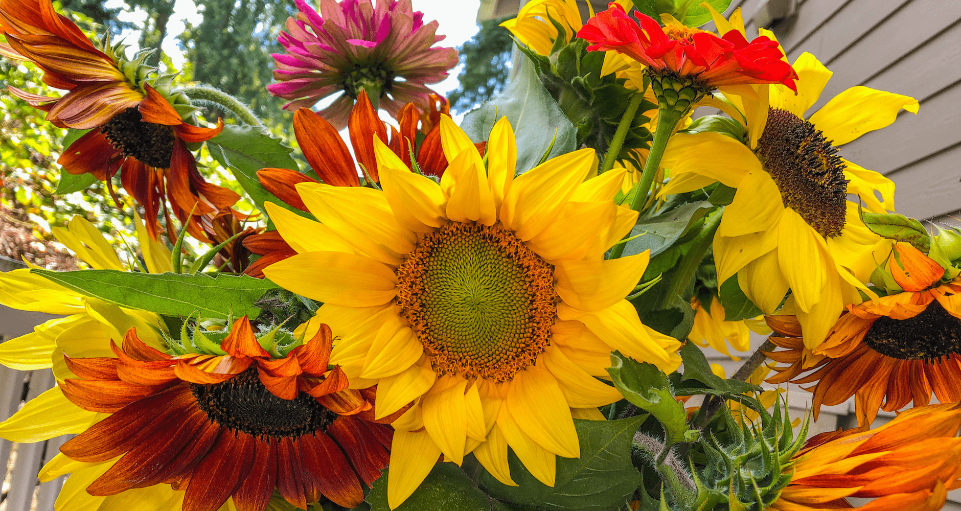 Download 13 Reasons To Love Sunflowers Even More Farmers Almanac