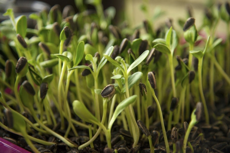 Sunflower microgreens