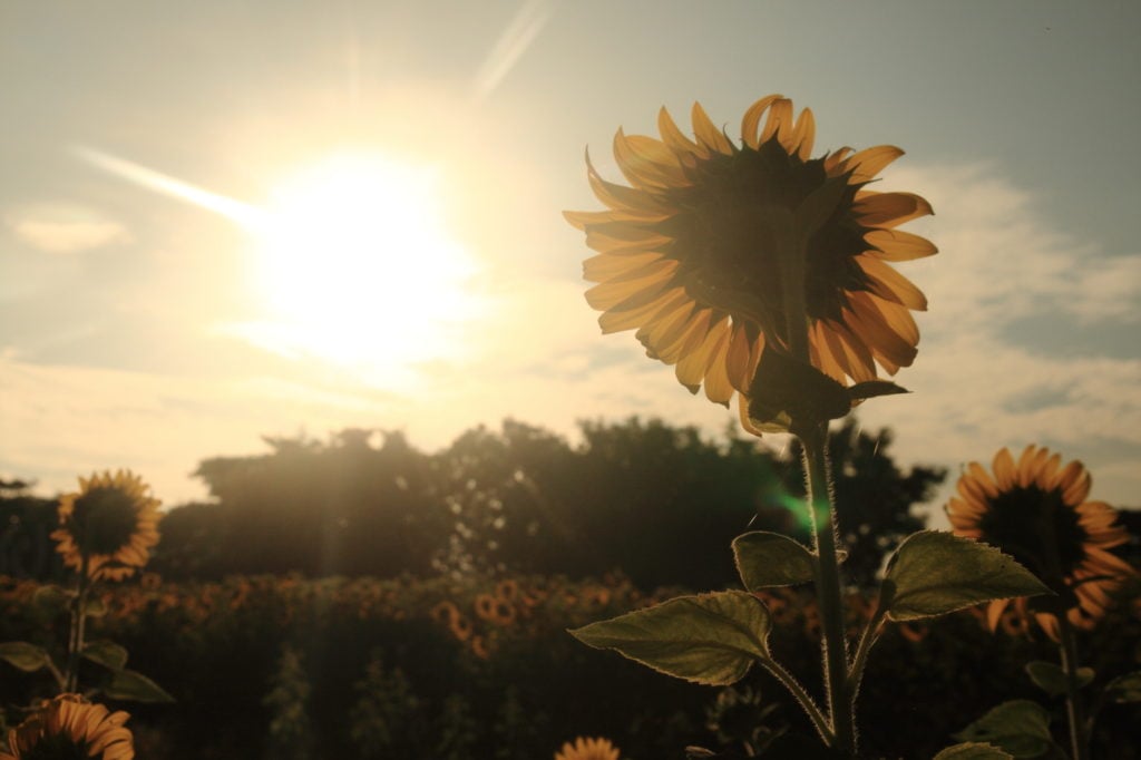 Sunflower facing sunlight vintage style