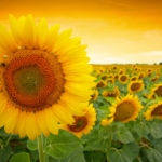 Common sunflower - Sunflower Seeds