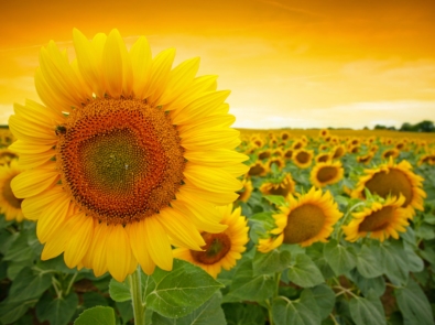 Sunflowers to the Rescue! featured image