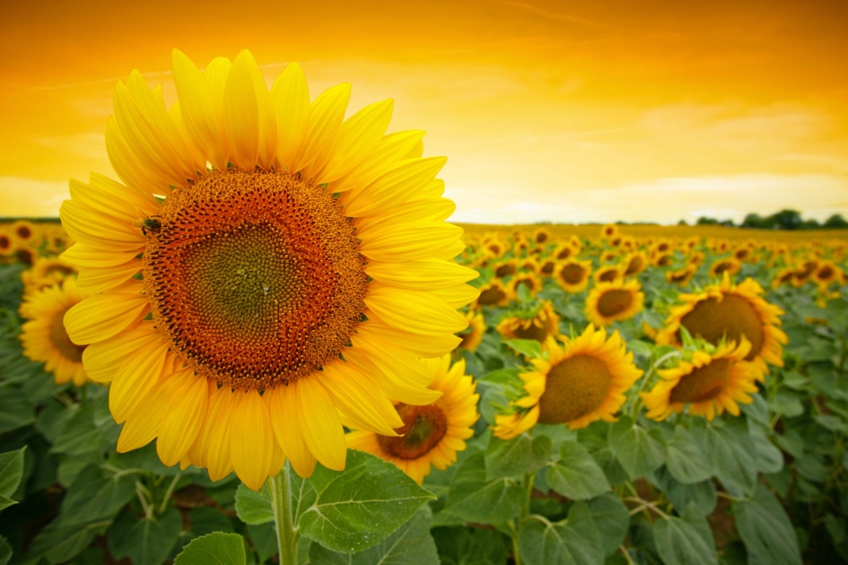 Common sunflower - Sunflower Seeds