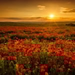 A large poppy field with the sun setting over the horizon.