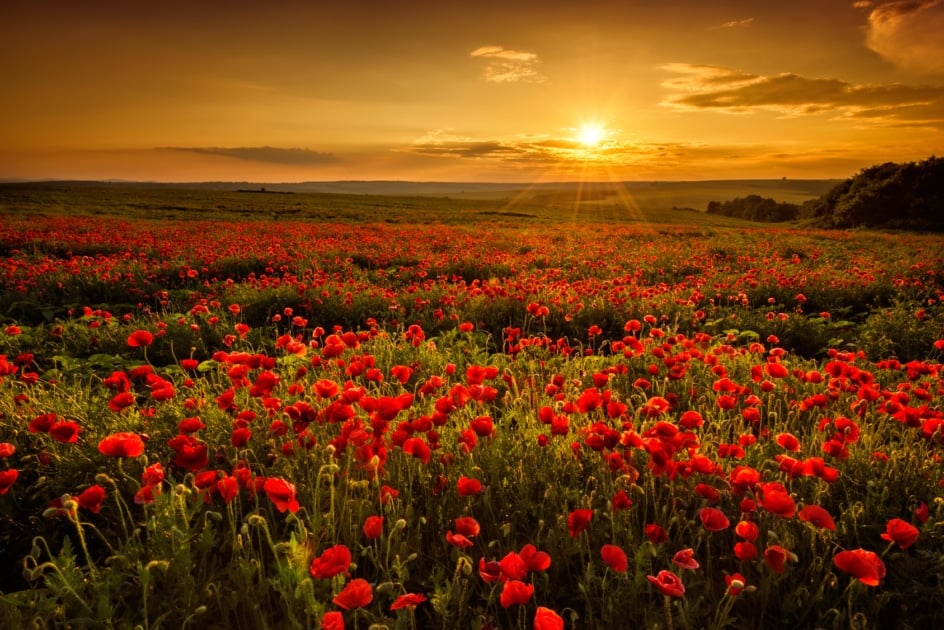 A large poppy field with the sun setting over the horizon.