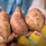 Sweet potatoes held in hands.