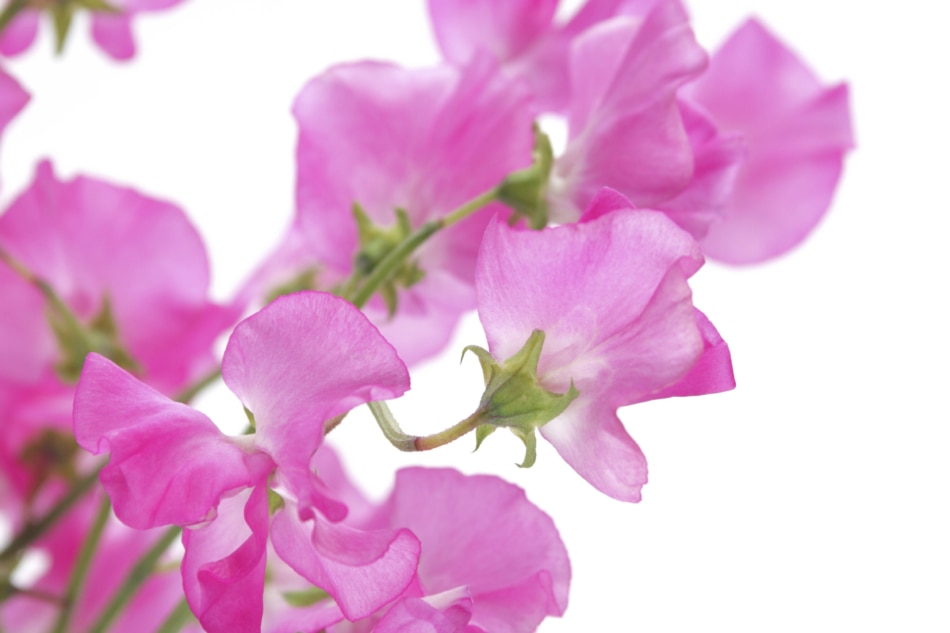 April Flower Lore Sweet Pea Farmers' Almanac Plan Your Day. Grow Your Life.