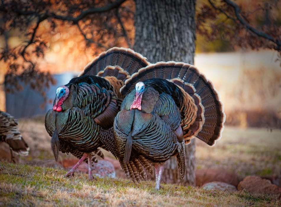 Two male tom turkeys in full colorful feather display.