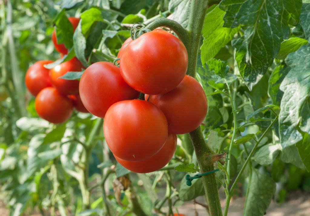 group of ripened tomatoes on a vine