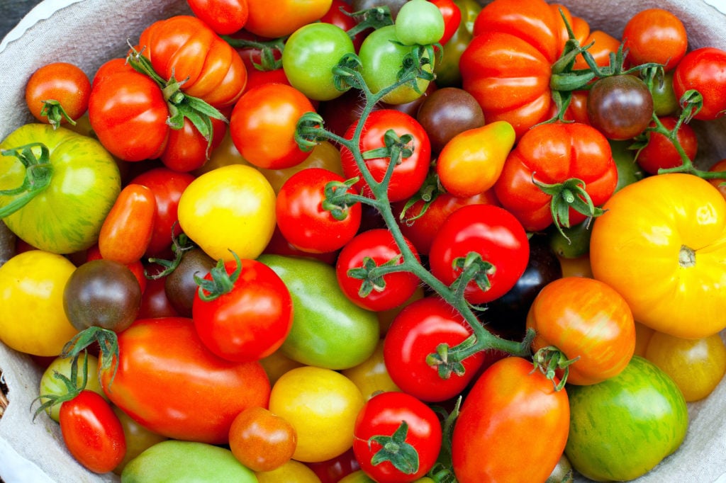 Cherry Tomatoes - Buschtomate