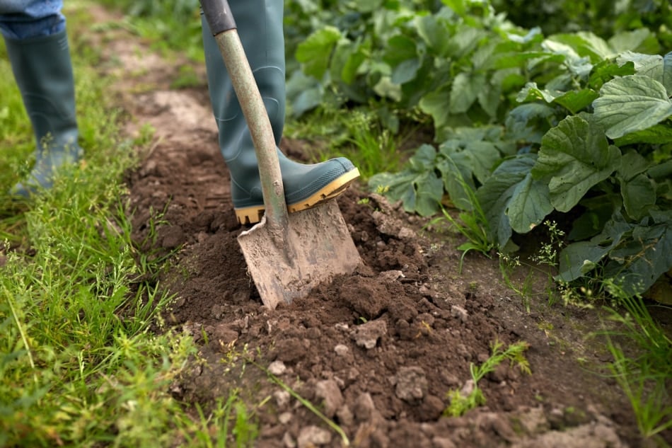 Agriculture - Farmer digging in the soil.