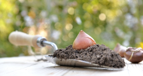 Can I Plant My Tulips In The Spring Farmers Almanac Plan Your Day