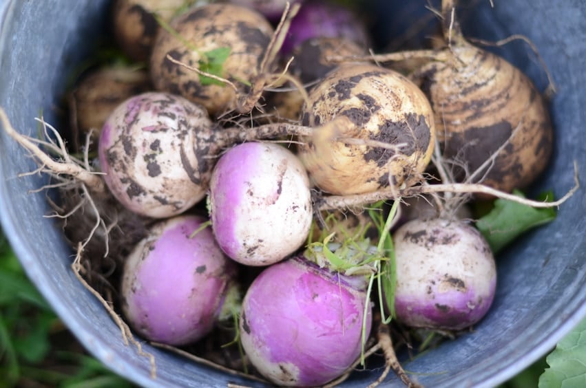 Purple turnips.