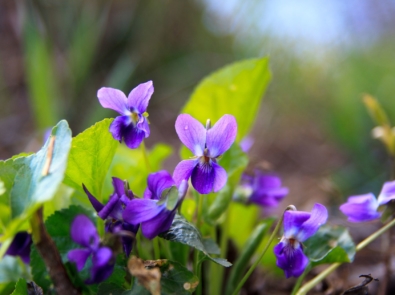 February Flower Lore: Violets featured image