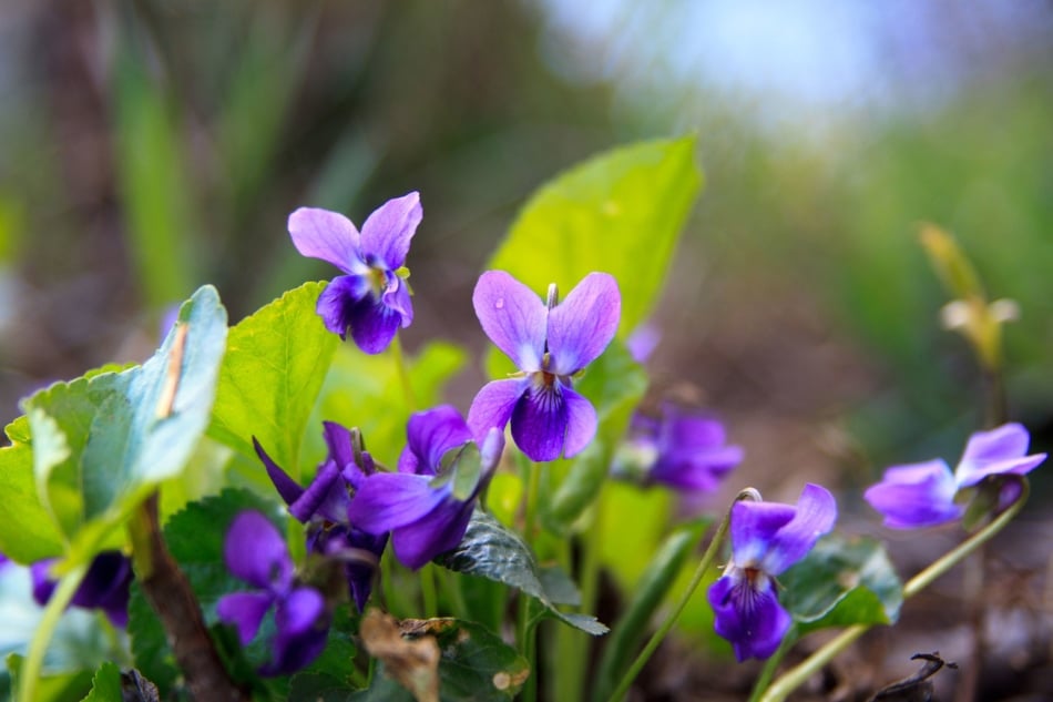 Flowering plant - Sweet violet