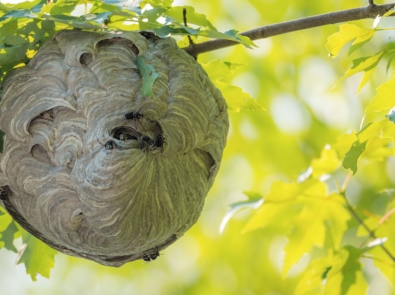 Winter Weather Lore and Wasps’ Nests featured image