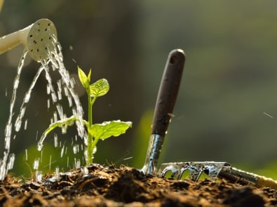 Watering Your Garden Wisely During Drought Conditions featured image