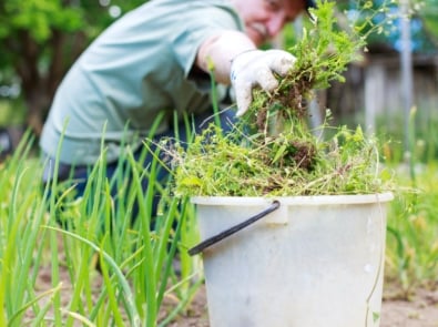 7 No-Fail Ways To Win The War on Weeds! featured image