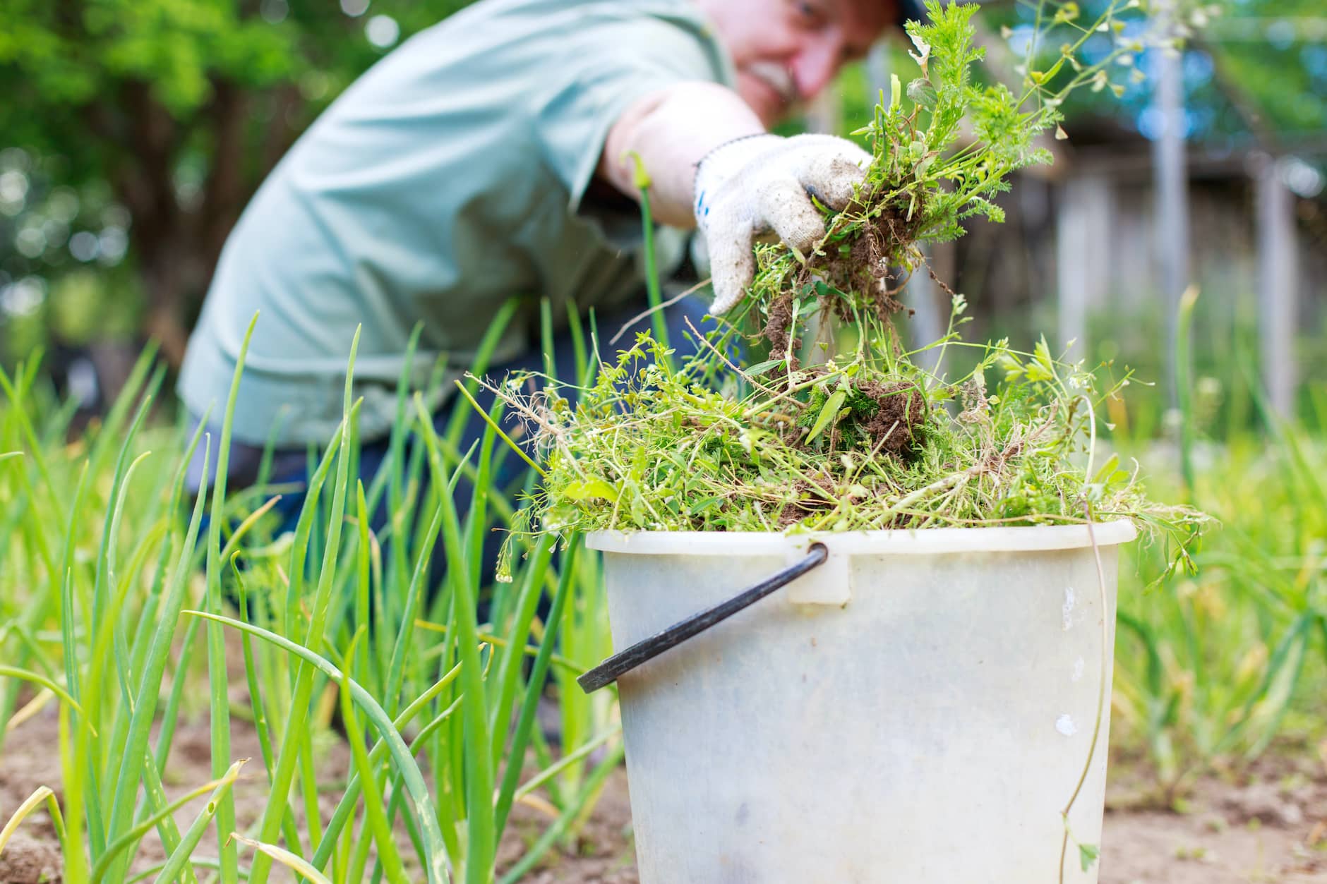 Fertilizing Container Vegetables, Organic Soil Amendments for