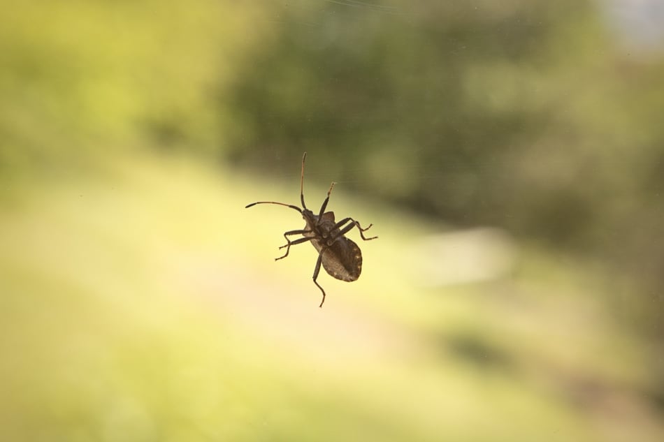 Macro photography - Stock photography