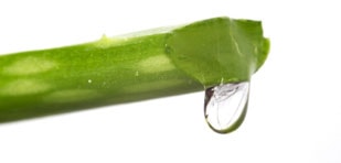 What is aloe good for? featured image