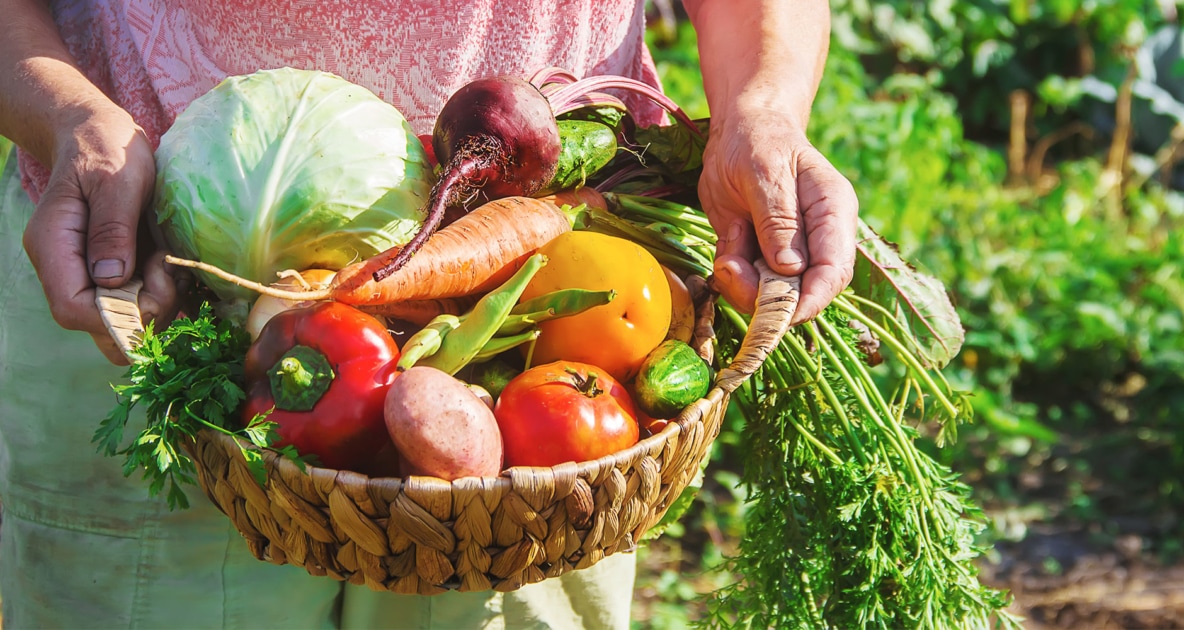 Harvest - Vegetable