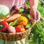 Harvest - Vegetable